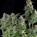 Pyramid Seeds Northern Lights feminisiert