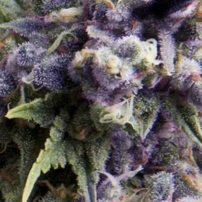 Pyramid Seeds Purple Auto feminisiert