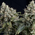 Pyramid Seeds Tutankhamon Auto feminisiert