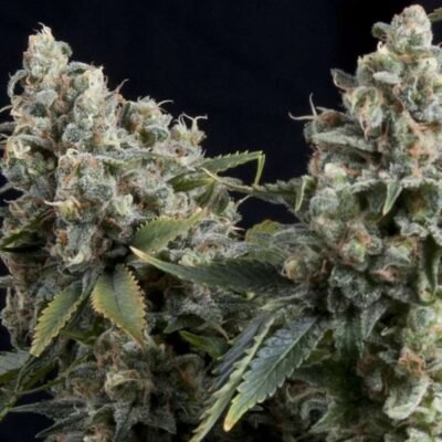 Pyramid Seeds Tutankhamon Auto feminisiert