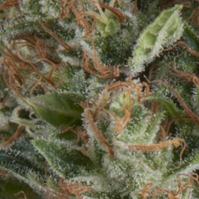 Pyramid Seeds Wembley Auto feminisiert