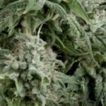 Pyramid Seeds Northern Lights Auto feminisiert