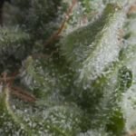 Pyramid Seeds Shark Auto feminisiert