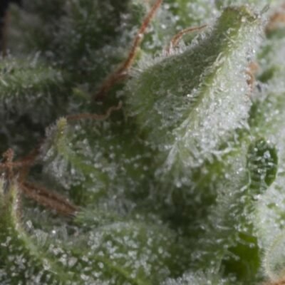 Pyramid Seeds Shark Auto feminisiert