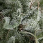 Pyramid Seeds Nefertiti Auto feminisiert