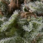 Pyramid Seeds Lennon Auto feminisiert