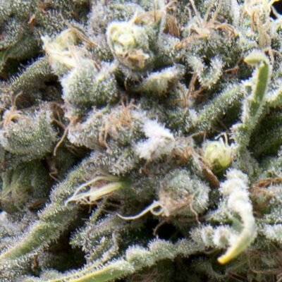 Pyramid Seeds White Widow Auto feminisiert
