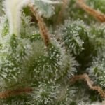 Pyramid Seeds Super Hash Auto feminisiert