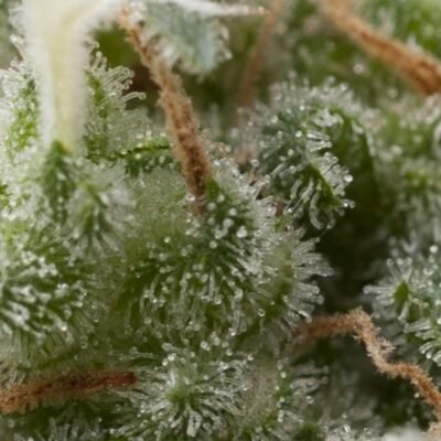 Pyramid Seeds Super Hash Auto feminisiert