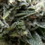 Pyramid Seeds New York City Auto feminisiert