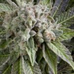 Pyramid Seeds Blue Pyramid Auto feminisiert