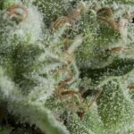 Pyramid Seeds Kryptonite Auto feminisiert