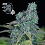 Seedsman Jack Herer Fast feminisiert