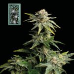Seedsman White Widow Fast feminisiert