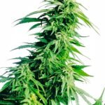 Sensi Seeds Hindu Kush feminisiert