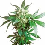 Sensi Seeds Black Domina feminisiert