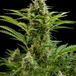 Buddha Seeds Vesta Auto feminisiert