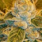 Ripper Seeds Sour Ripper feminisiert