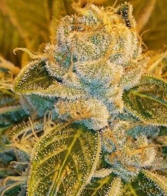 Ripper Seeds Sour Ripper feminisiert