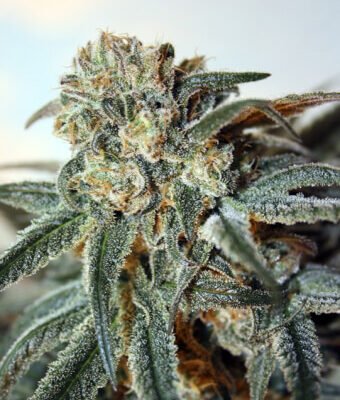 Ripper Seeds Zombie Kush feminisiert