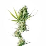 Sensi Seeds Durban feminisiert