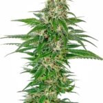 Sensi Seeds Early Skunk Auto feminisiert