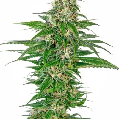 Sensi Seeds Early Skunk Auto feminisiert