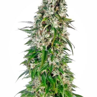Sensi Seeds Big Bud Auto feminisiert