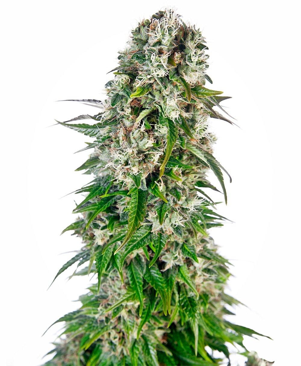Sensi Seeds Big Bud Auto feminisiert