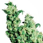 Sensi Seeds Jack Herer feminisiert