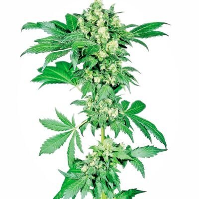 Sensi Seeds Afghani #1 feminisiert