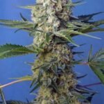 Sweet Seeds Crystal Candy F1 Fast Version feminisiert