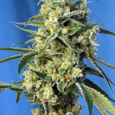 Sweet Seeds Sweet Amnesia Haze feminisiert