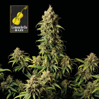 Seedsman Lemonchello Haze feminisiert