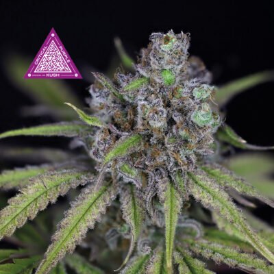 Seedsman Critical Purple Kush feminisiert