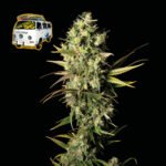 Seedsman The White OG feminisiert