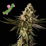 Seedsman Bubba Kush feminisiert