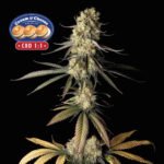 Seedsman Cream & Cheese CBD 1:1 feminisiert