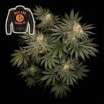 Seedsman Badazz Cookies OG feminisiert
