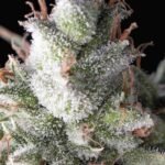 Pyramid Seeds Ramses feminisiert