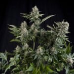 Pyramid Seeds White Widow CBD feminisiert