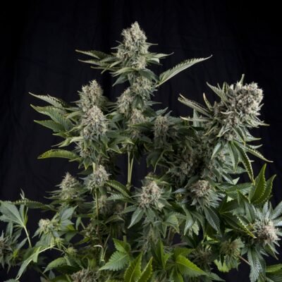 Pyramid Seeds White Widow CBD feminisiert