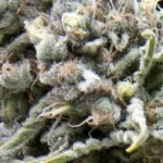 Pyramid Seeds White Widow CBD Auto feminisiert