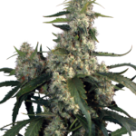 Buddha Seeds Quasar feminisiert