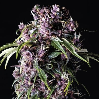 Pyramid Seeds Purple feminisiert