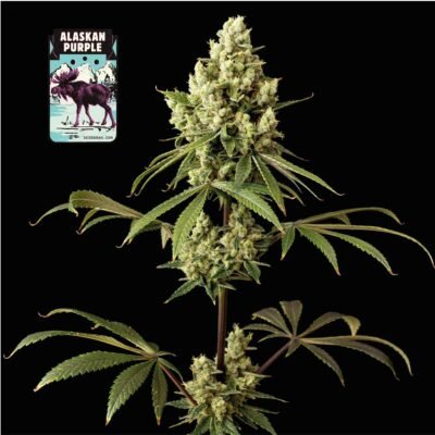 Seedsman Alaskan Purple feminisiert