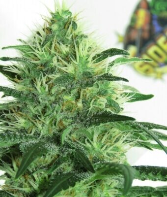 Ripper Seeds Sideral feminisiert