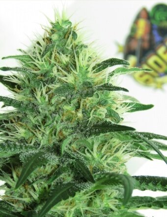 Ripper Seeds Sideral feminisiert
