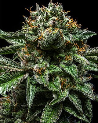 Ripper Seeds Chempie feminisiert