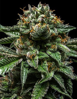 Ripper Seeds Chempie feminisiert